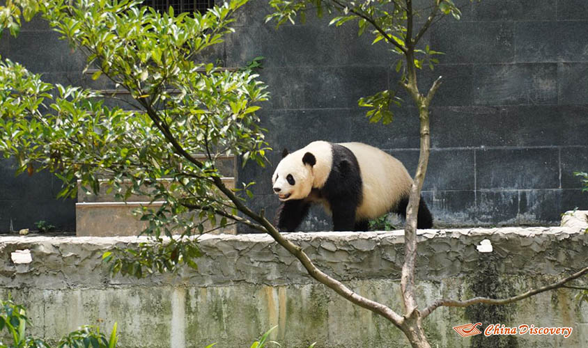 Panda in Bifengxia Tracy 2 Days Ya'an Tour from Chengdu