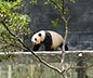 Bifengxia Panda