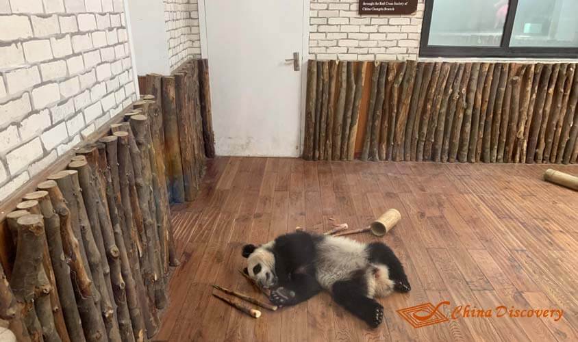 Chengdu Panda Base