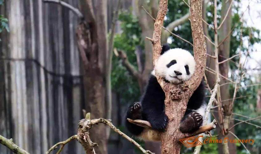 Dujiangyan Panda Base Mount Qingcheng