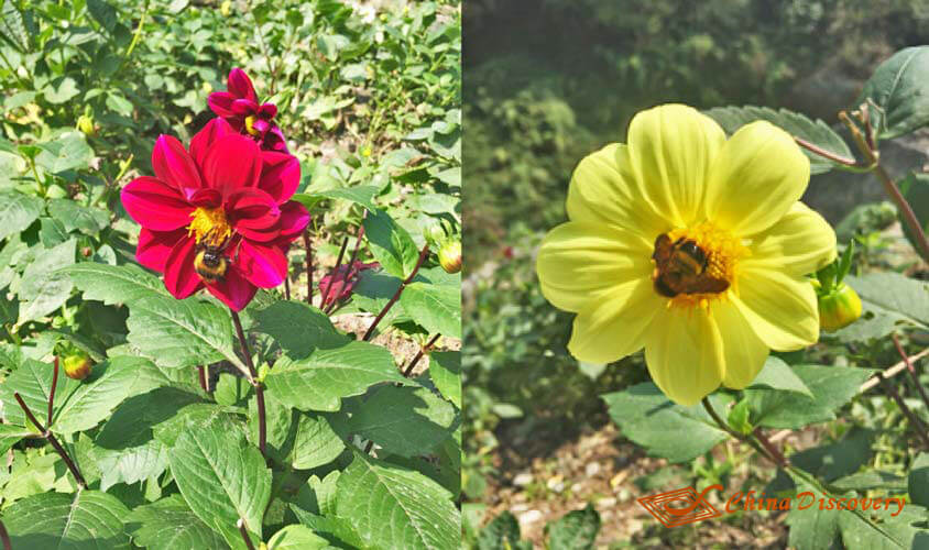Flowers Wenchuan Tour