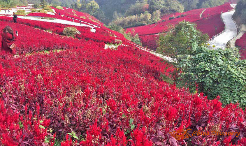 Flowers Wenchuan Tour