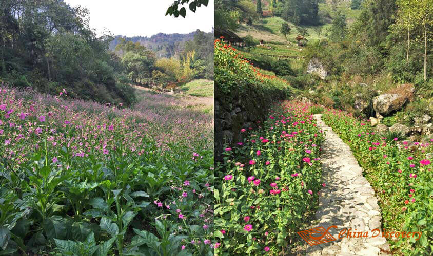 Flowers Wenchuan Tour