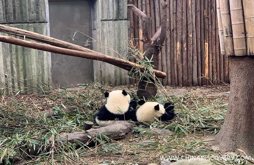 Panda Tour