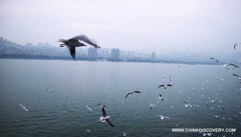 Gulls Gathering Around the Ship Five Days Yangtze River Cruise