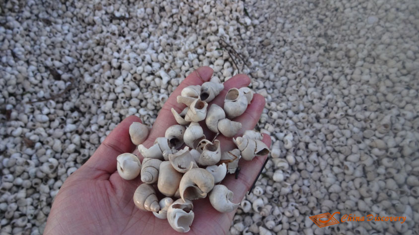 Conches along Erhai Lake One Day Dali Tour