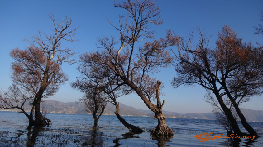 Trees along Erhai Lake One Day Dali Tour
