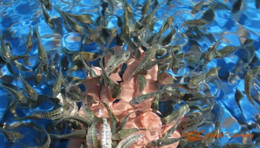 Enjoy the Fish Massage Huanglongxi Tour