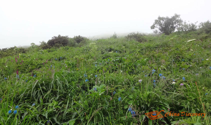 alpine cuckoos Jiuding Mountain Hiking Tour