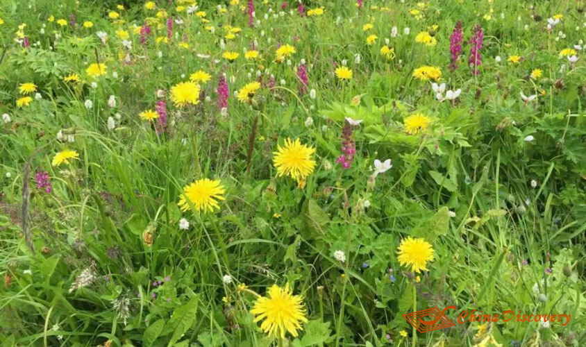 Wild Flowers are in Different Colors Jiuding Mountain Hiking Tour