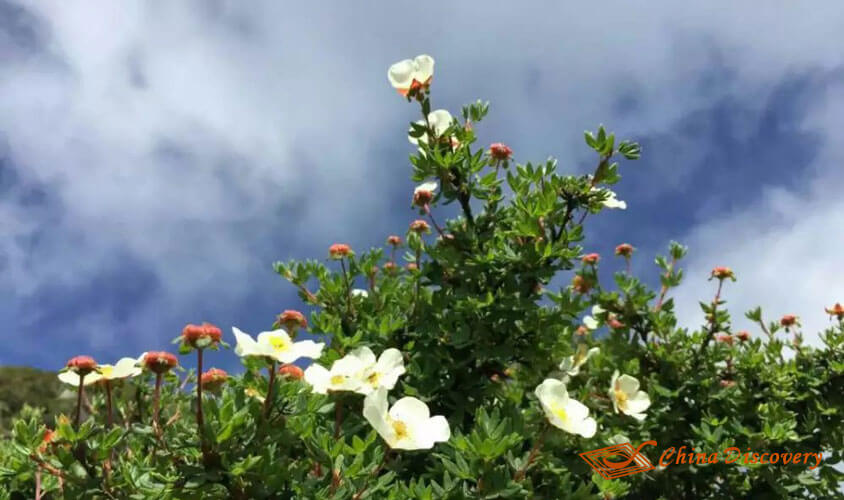 wild rose flowers Jiuding Mountain Hiking Tour