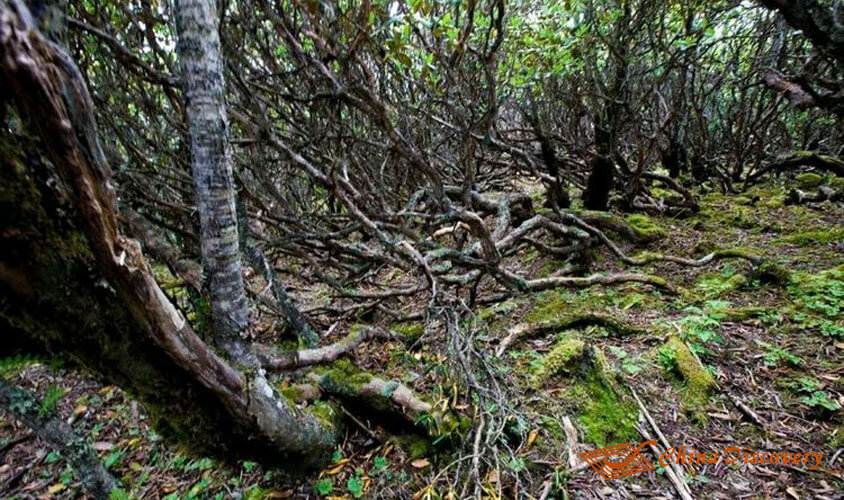 Azalea Trees Jiuding Mountain Hiking Tour