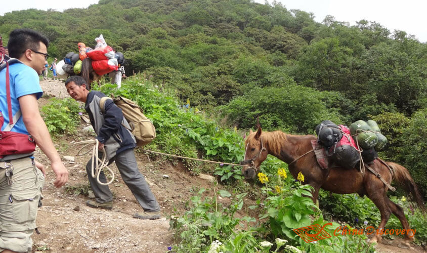 Horses Carry Sleeping Bags Jiuding Mountain Hiking Tour