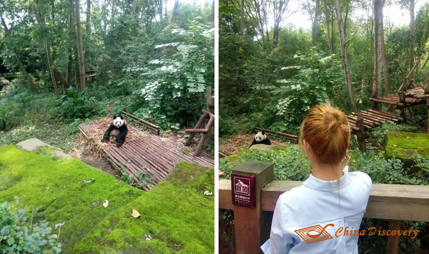 Take a Photo with the Panda Panda Tour
