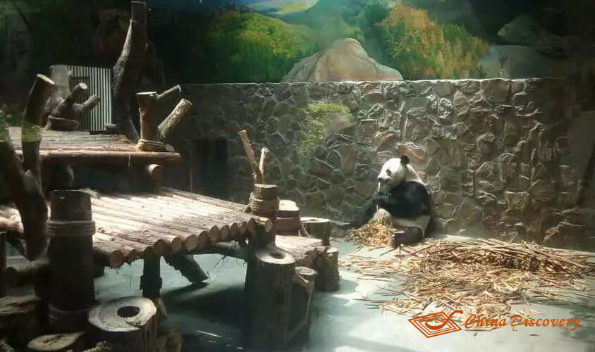 A Panda is inside the Villa Panda Tour