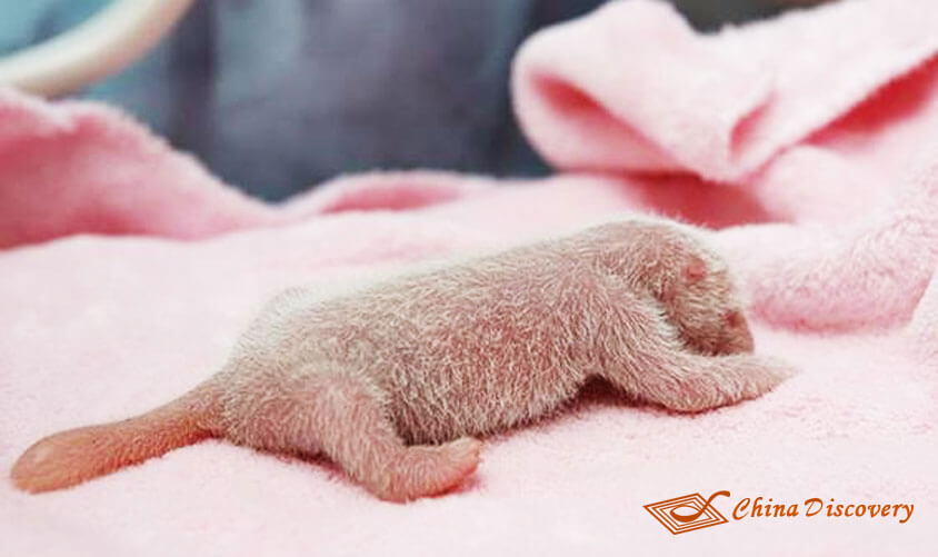 A New Born Panda Panda Tour