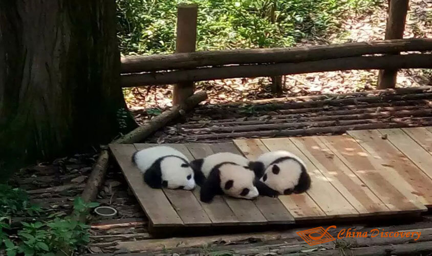 Three Baby Pandas Lying Outside Panda Tour