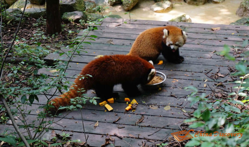 Red Panda Playground Panda Tour