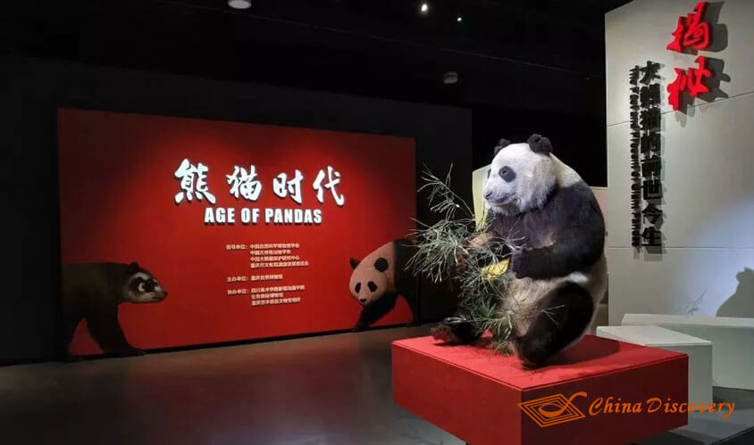 Panda Museum Panda Tour