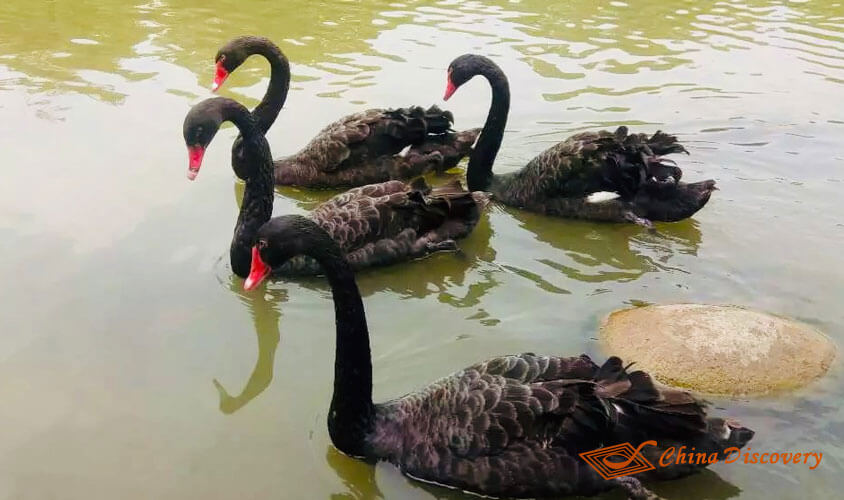 Swan Lake Panda Tour