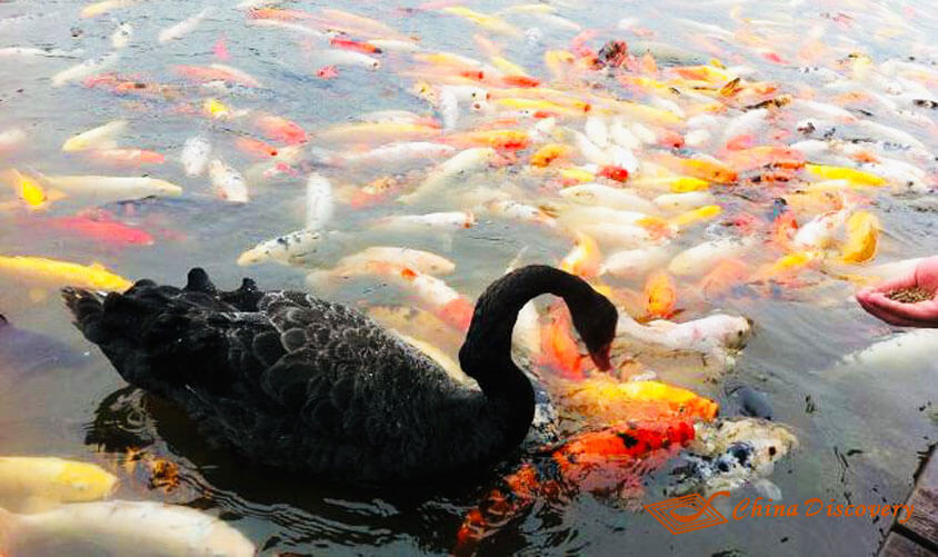Goldfishes in Swan Lake Panda Tour