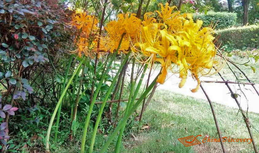 Lycoris in the Park Panda Tour