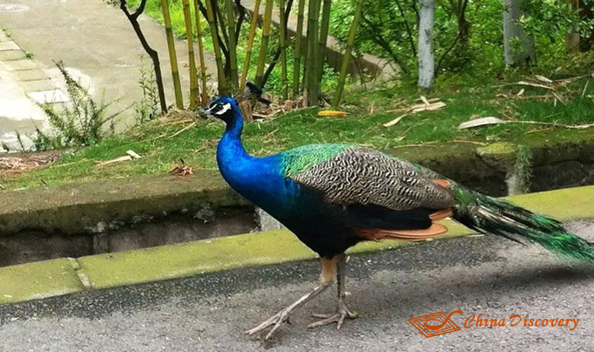 Peacock in the Park Panda Tour