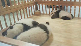 Chengdu Panda Base Travel Photo