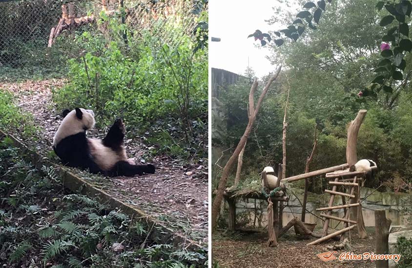 Yanny 1 Day Chengdu Panda Base Tour