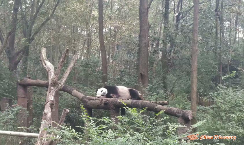 Yanny 1 Day Chengdu Panda Base Tour