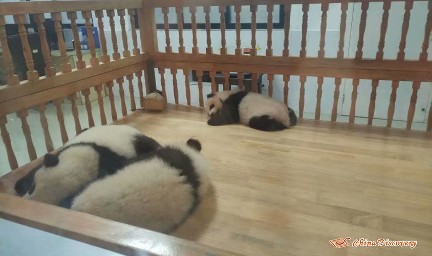 Yanny 1 Day Chengdu Panda Base Tour