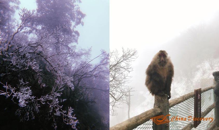 Chengdu & Mount Emei Tour