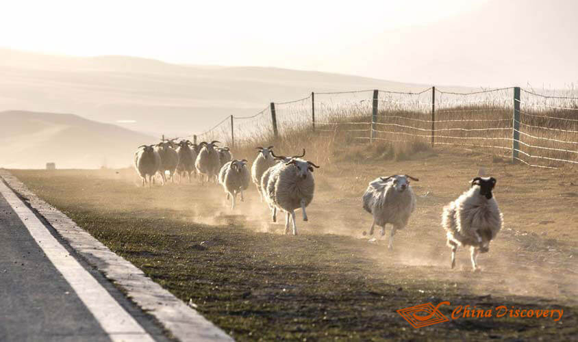 Qinghai Tour