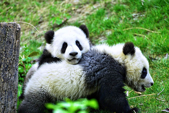 Adorable Giant Pandas in Chengdu Panda Base, Tour Customized by Tracy