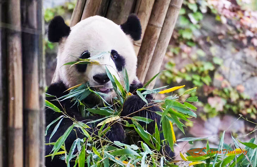 China Trip - Giant Panda