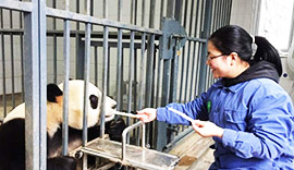 Panda Volunteer Stories