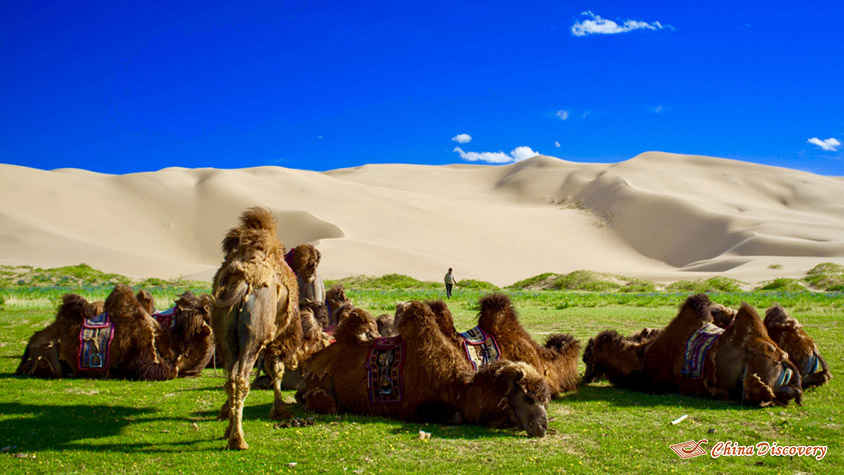 Camel Group on the Silk Road, Photo Shared by Marcin, Tour Customized by Lily