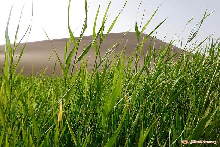 Vibrand Plants around Crescent Lake in Dunhuang, Photo Shared by Marcin, Tour Customized by Lily