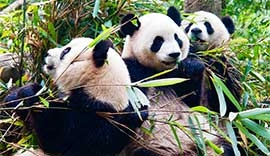 12 Days Exploration Tour to Panda's Hometown
