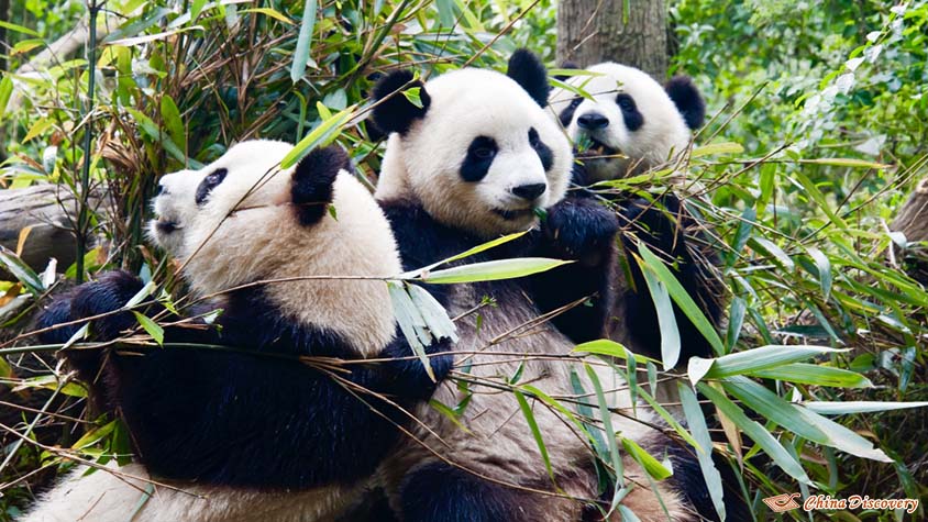 Cute Pandas in Chengdu, Tour Customized by Lily