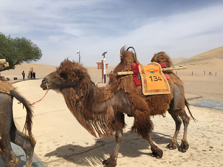 Camel on Echoing Sand Mountain, Photo Shared by Monica, Tour Customized by Leo