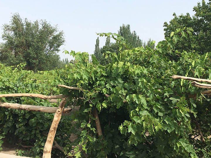 Grape Trellis in Turpan, Photo Shared by Monica, Tour Customized by Leo