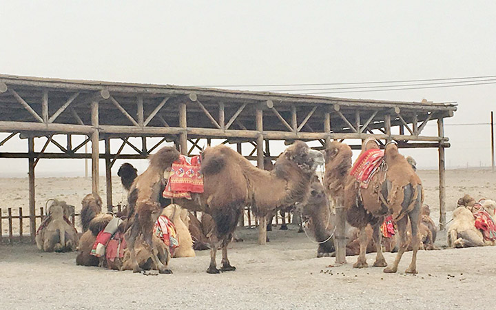 Camel on the Desert Where Jiayuguan Pass Locates, Photo Shared by Monica, Tour Customized by Leo