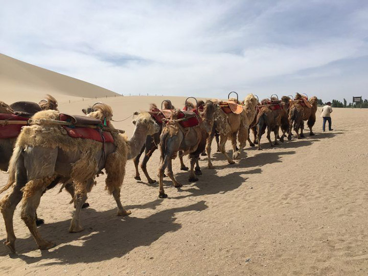 Camel Group - Symbol of the Silk Road, Photo Shared by Monica, Tour Customized by Leo