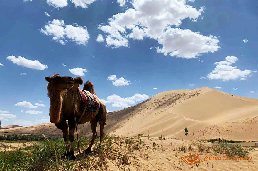 A Camel in Badain Jaran Desert China Trip Story