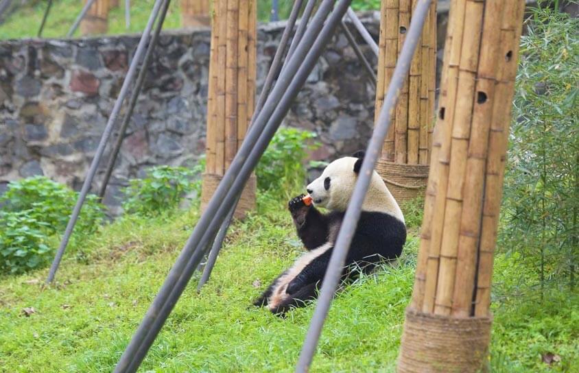 China Trip - Giant Panda
