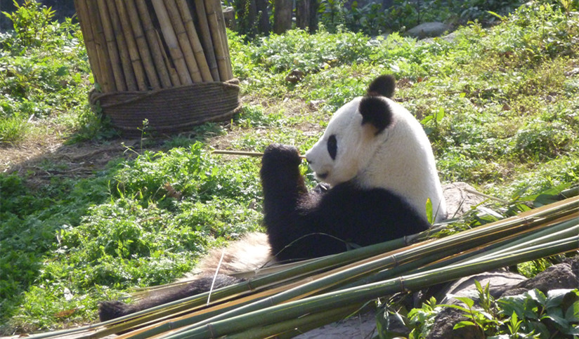 Panda Volunteer Program