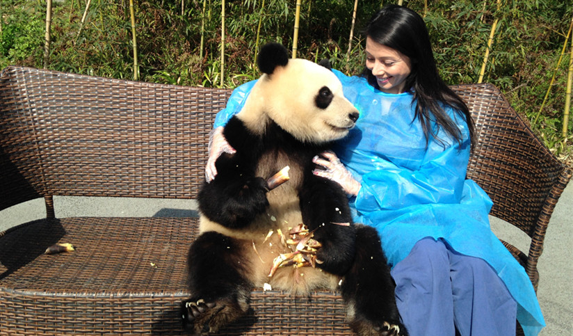 Panda Volunteer Program