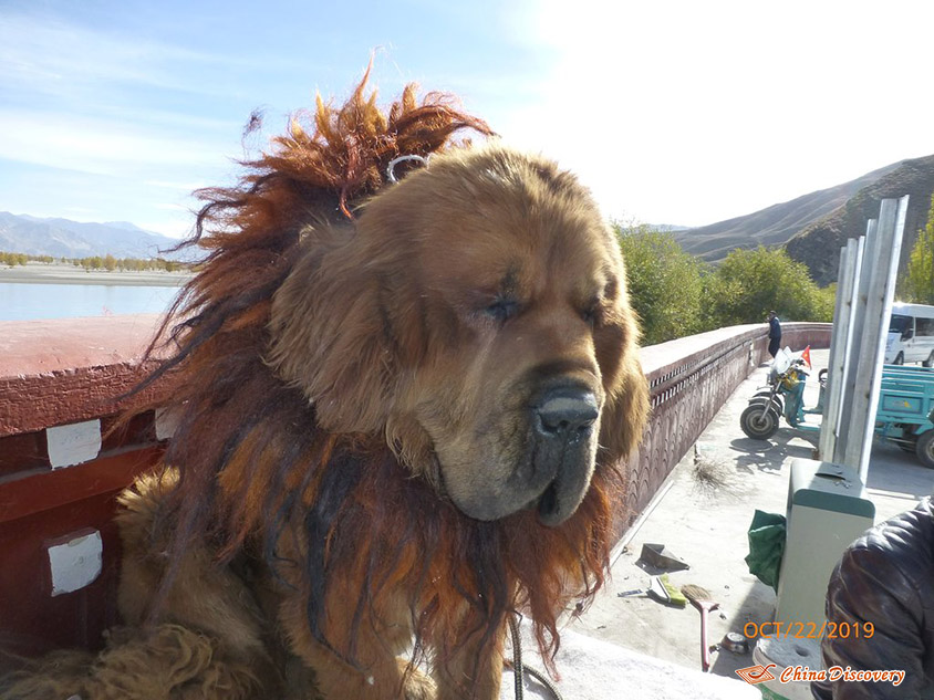 Tibetan Mastiff, Photo Shared by Steve, Tour Customized by Leo