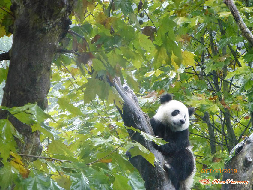 Giant Panda at Dujiangyan Panda Base, Photo Shared by Steve, Tour Customized by Leo